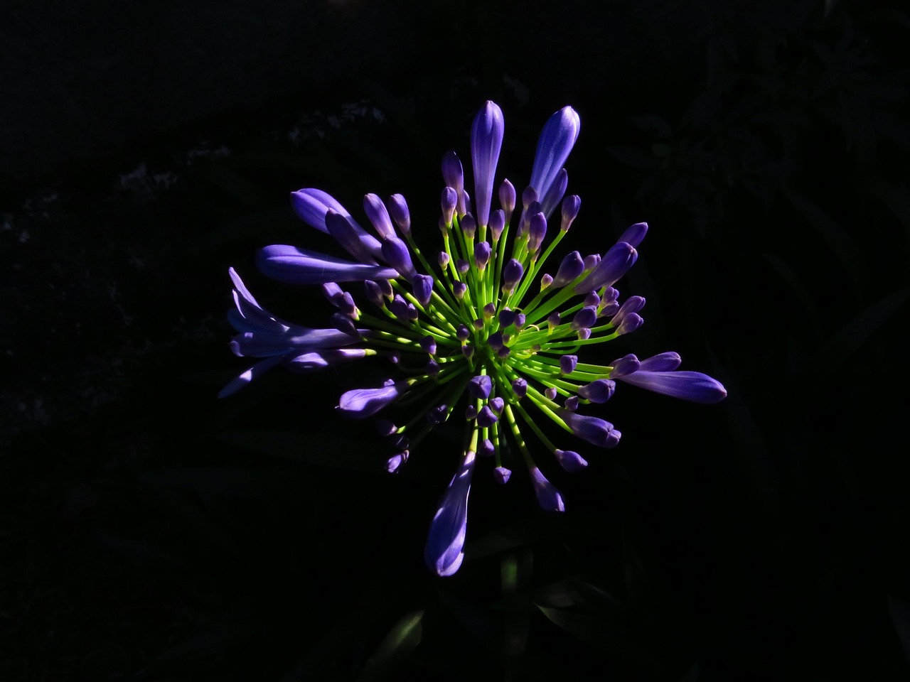 Flower, featured, flower background — 3 Important Benefits of Marijuana for Pain