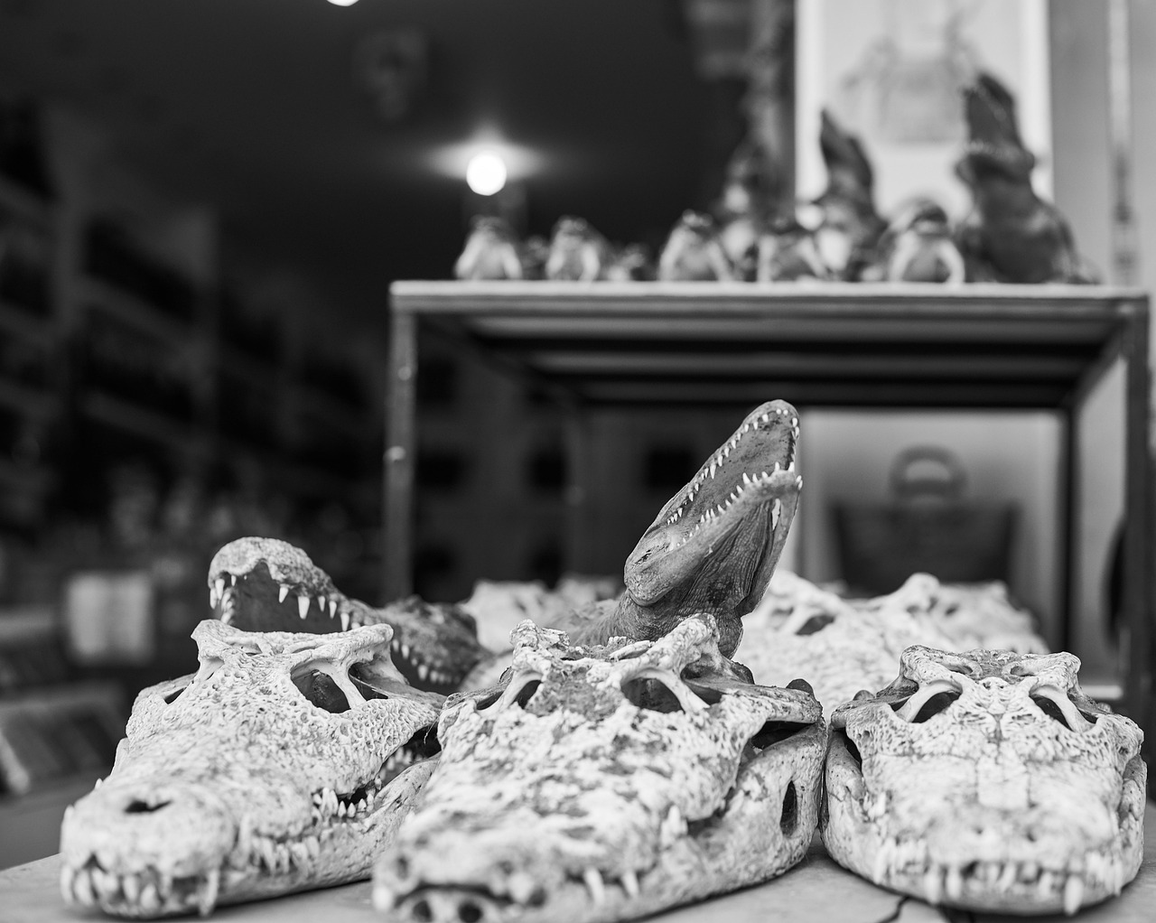 Crocodile, ornament, present — Dental Implants vs. Dentures: What Should You Get?
