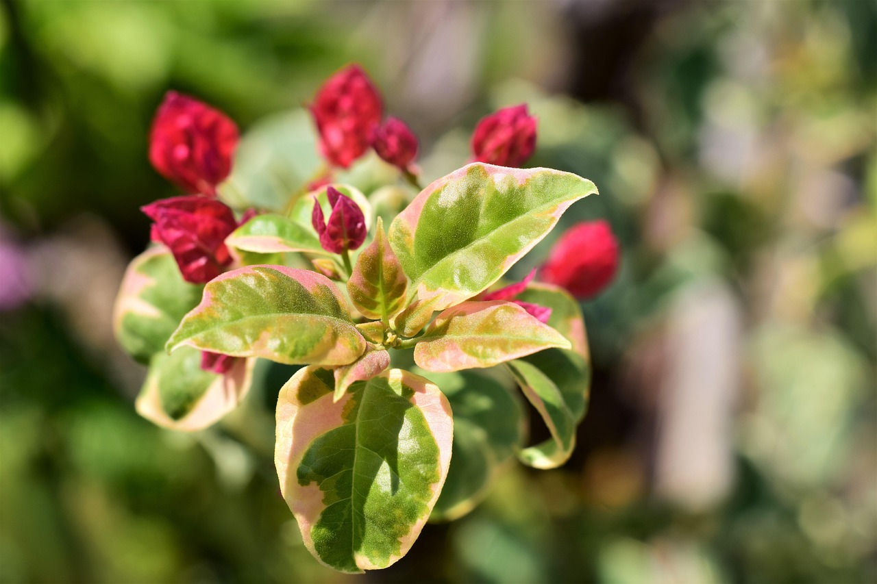 Bougainvillia, bloom red, leaves white green — Does Hemp Get You High? This Is Everything to Know