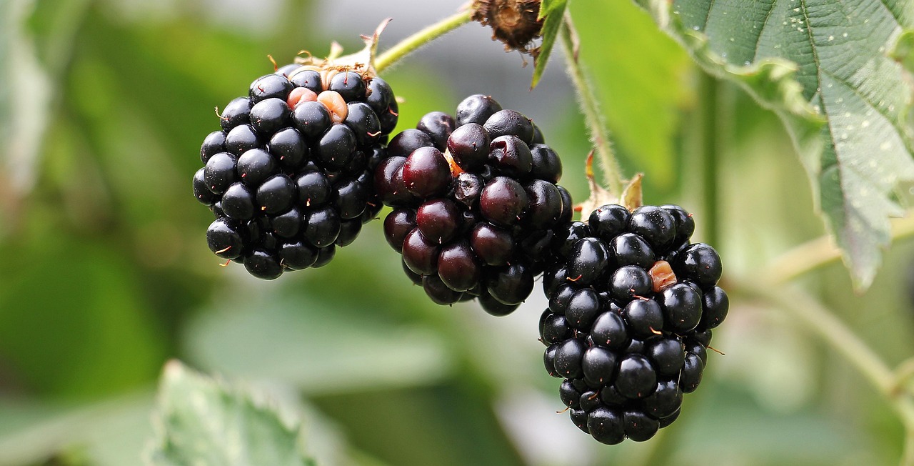 Blackberries, bramble, berries — Health insurance in the 21st century: Especially pandemic situation