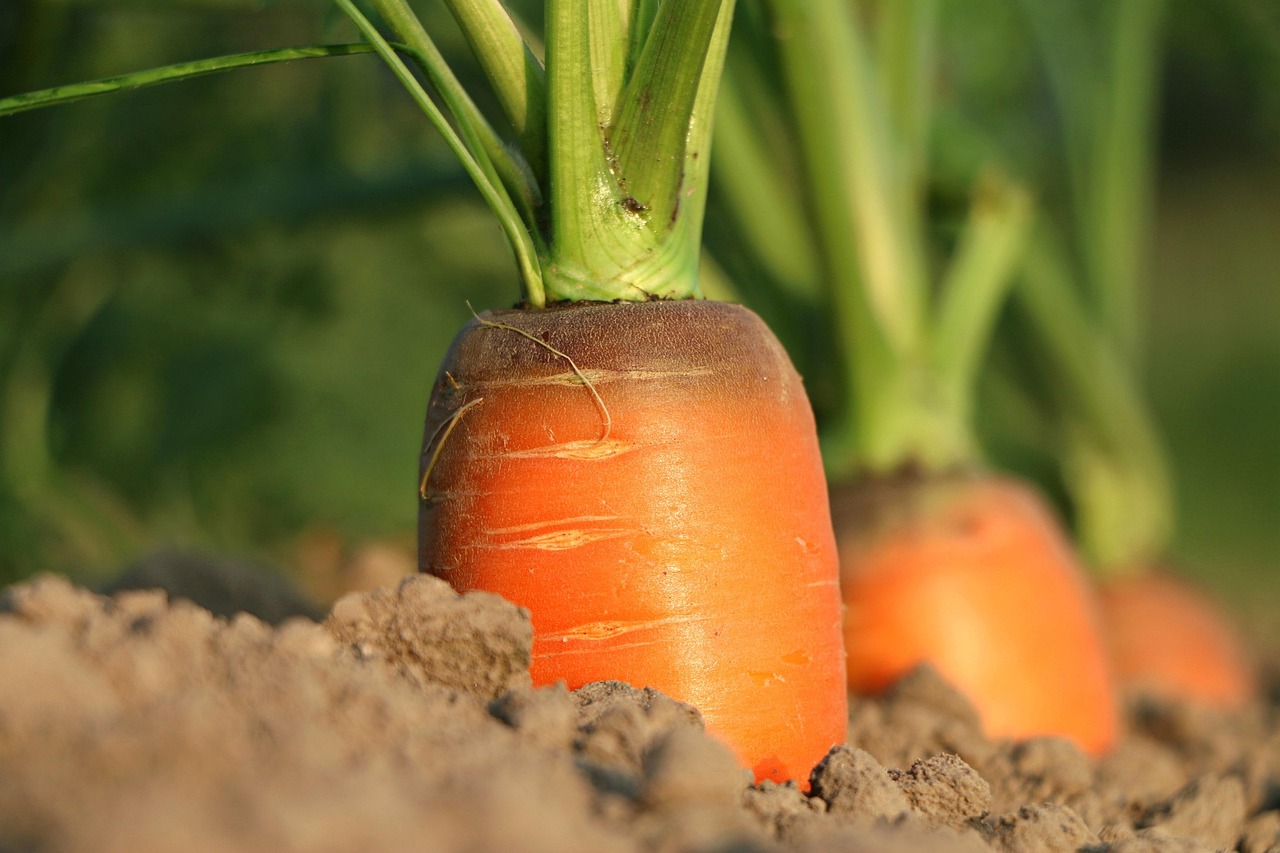 Carrot, growth, vegetables — Hemp vs CBD vs THC: 5 Differences to Know