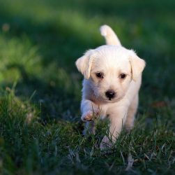 Dog, animal, nature — How Food Processing Affects Dog Nutrition