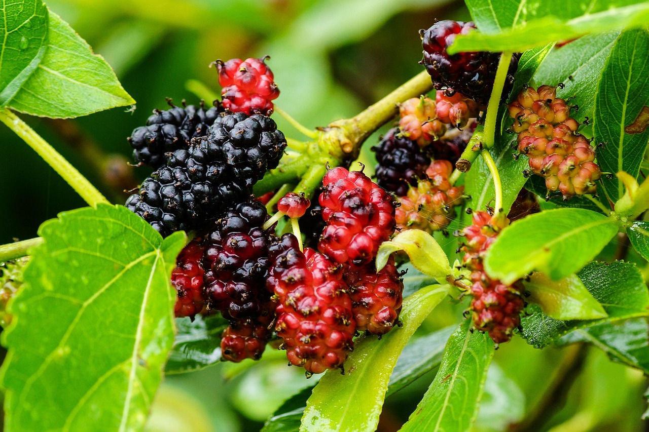 Mulberry, color, wild — How To Clean Curtains By Type