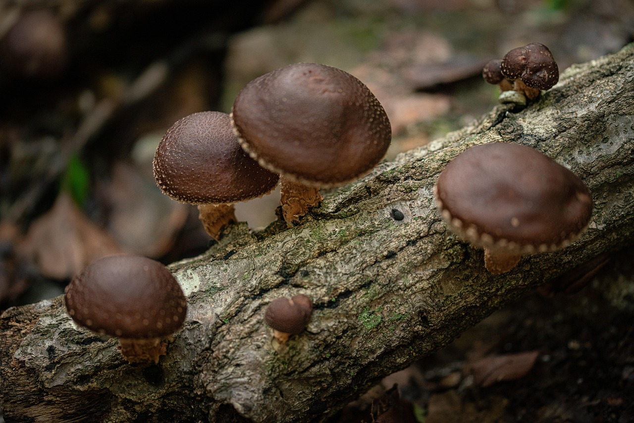 Wild shiitake mushroom, mountain, food — How to setup a Successful Massage Business & What all is required?