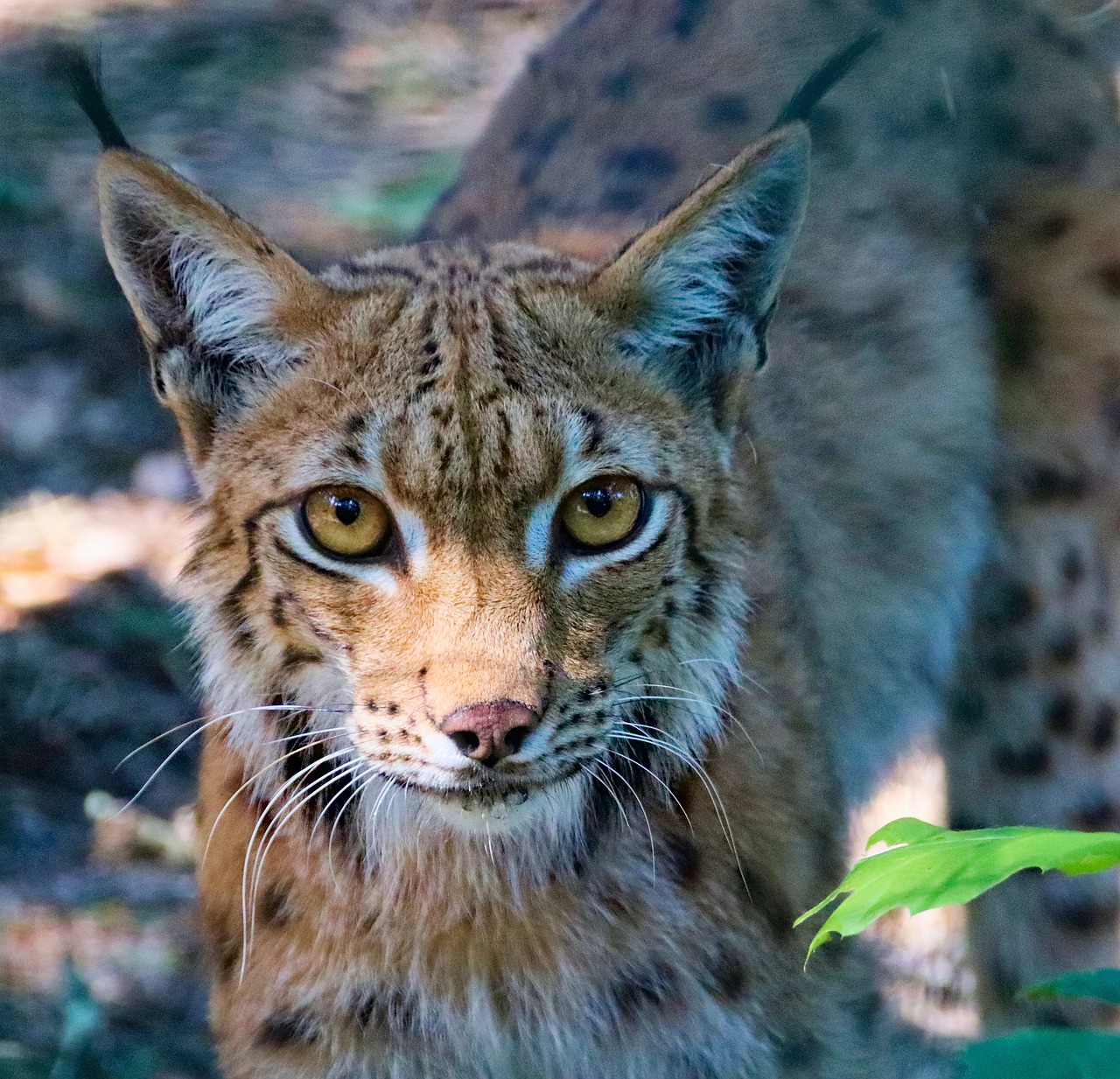 Feature, the eurasian lynx, beast — Low Back Pain: It's Not as Difficult to Stretch It Out as You Think