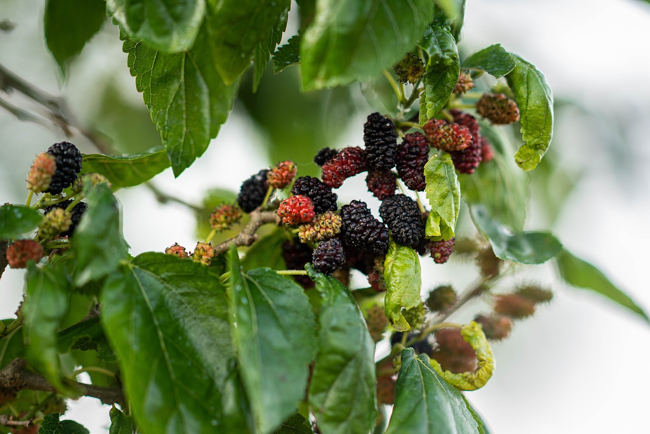 Mulberry fruit, spring, eat — Reasons to Go for THC-Free Products