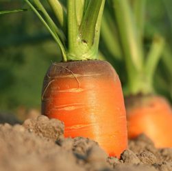 Carrot, growth, vegetables — The Comprehensive Guide to Buying Dianabol Online in the USA