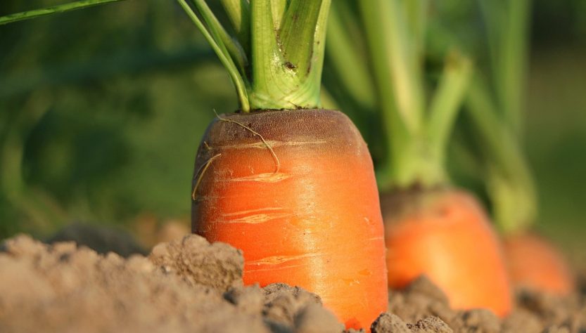 Carrot, growth, vegetables — The Comprehensive Guide to Buying Dianabol Online in the USA