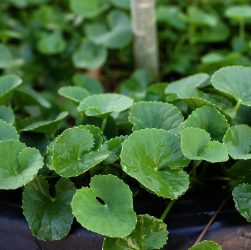Centella, herb, plant — The Importance of Professional Consultation in Bioregenerative Aesthetics