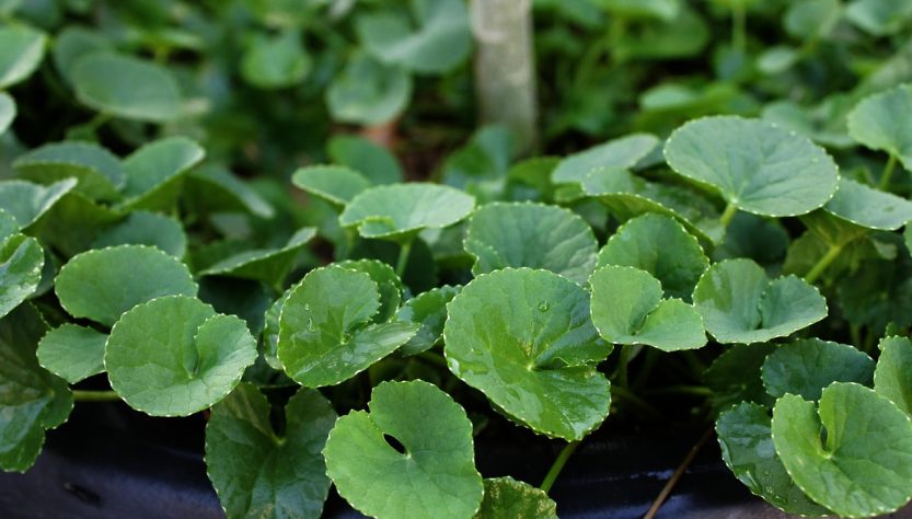 Centella, herb, plant — The Importance of Professional Consultation in Bioregenerative Aesthetics