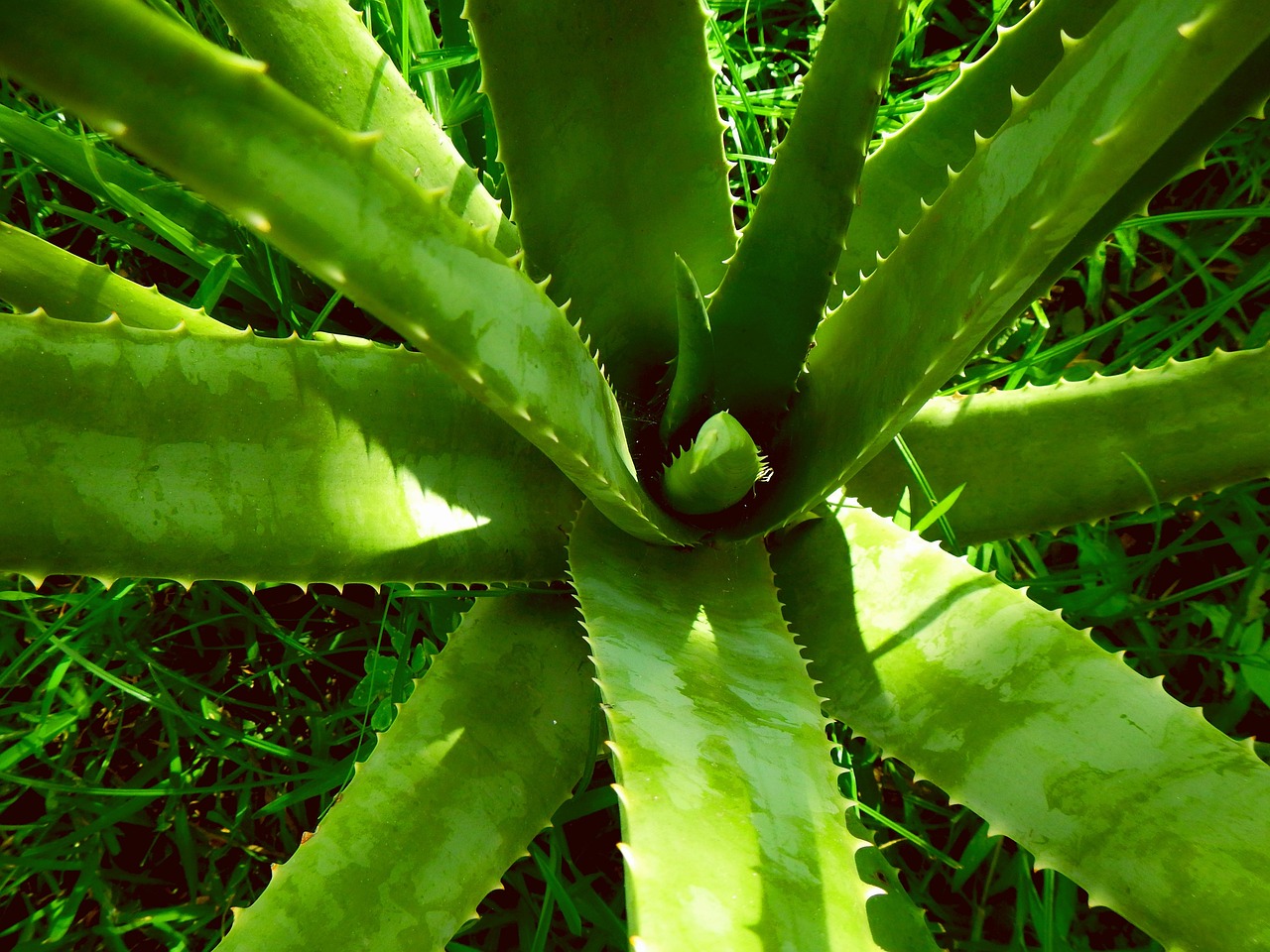 Aloe vera, nature, aloe — The Right Treatment for Stress Incontinence