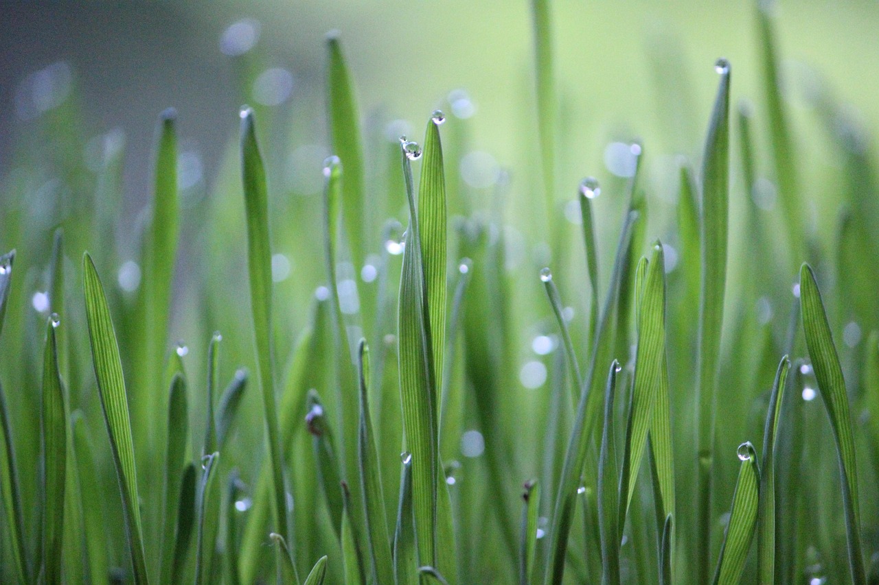 Wheat grass, grass, green — What Do You Mean By Massage Therapy? Some Benefits Of It