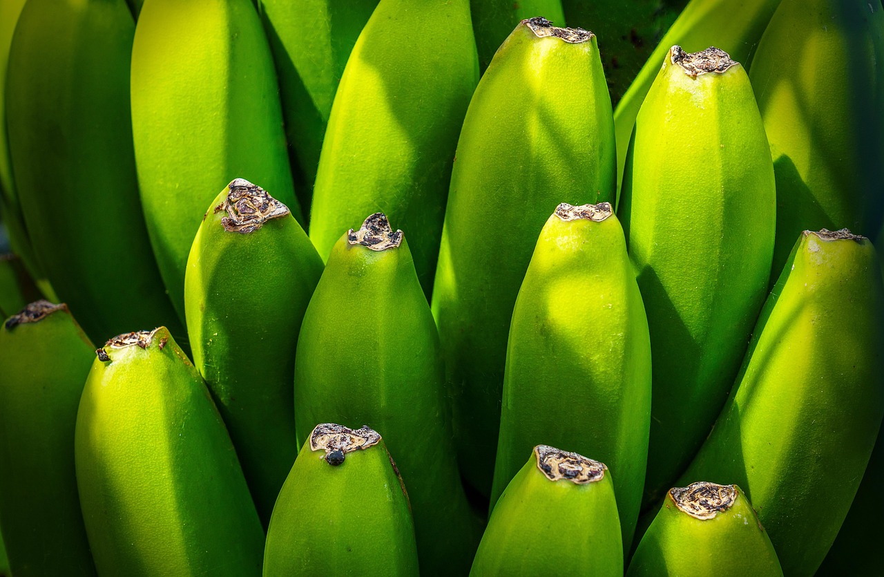 Banana tree, fruit, nourishment — What Kind of Rehab Options You Would Like to Have Now
