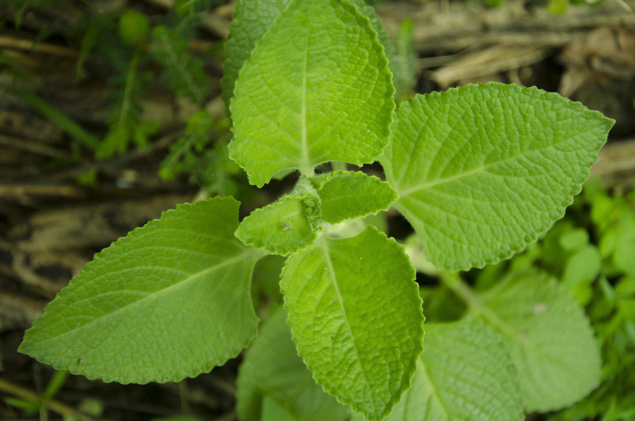 Oregano, leaves, green — What Makes the CBD Gummies So Popular