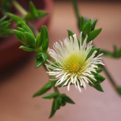 Why Do We Use Kanna Herb?