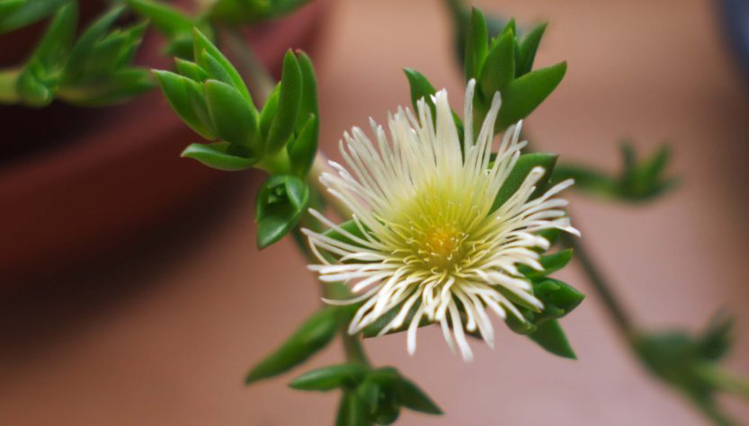 Why Do We Use Kanna Herb?